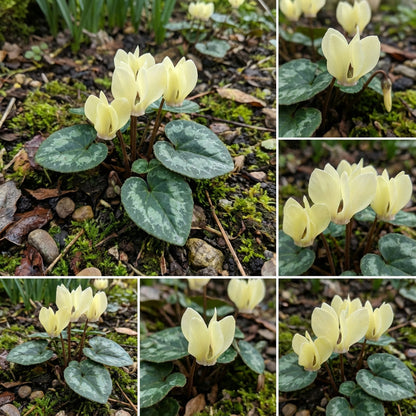 Light Yellow Cyclamen Flower Seeds for Planting
