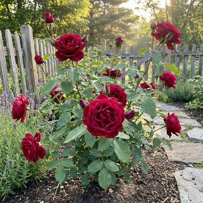 Rose Seeds for Planting  Create a Beautiful Rose Garden
