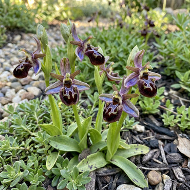 Mixed Ophrys Speculum Seeds for Planting