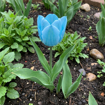Sky Blue Tulip Flower Seeds for Planting