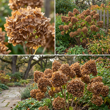 Brown Hydrangea Flower Seeds for Easy Planting