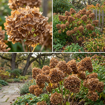 Brown Hydrangea Flower Seeds for Easy Planting