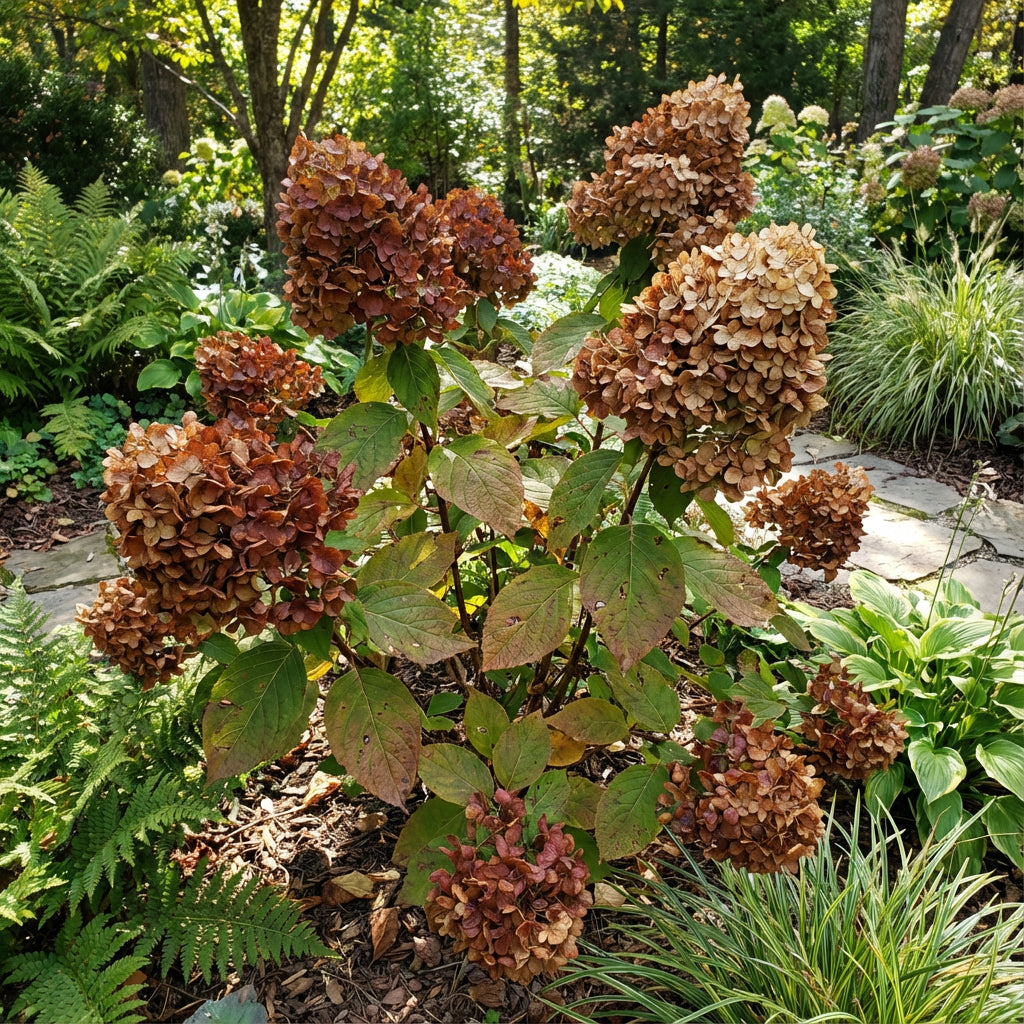 Brown Hydrangea Flower Seeds for Easy Planting
