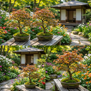 Maple Bonsai Tree Seeds for Planting  Multi-Colored