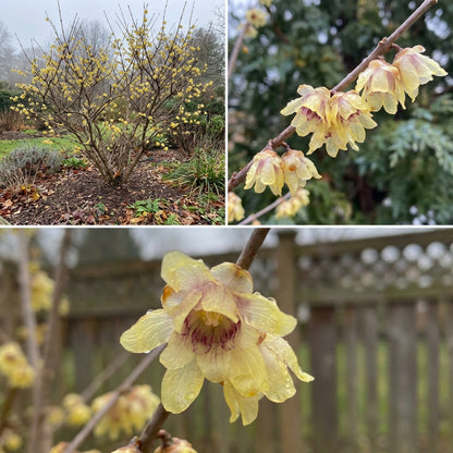 Chimonanthus Praecox Yellow Flower Seeds for Planting  Seed for Early Blooming