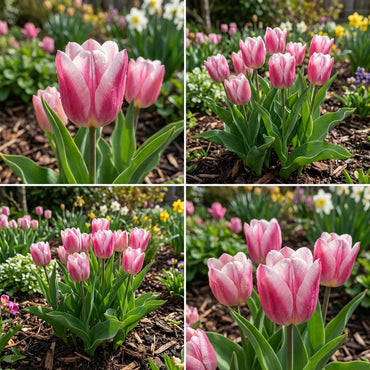 Pink and White Tulip Seeds for Planting