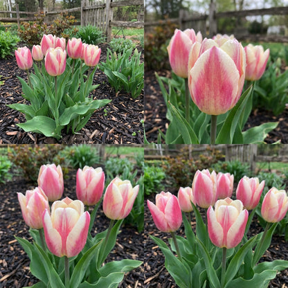 Pink and White Tulip Seeds for Planting
