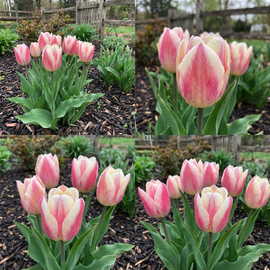 Pink and White Tulip Seeds for Planting