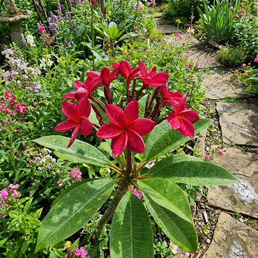 Rubra Flower Seeds for Vibrant Blooms: Perfect for Your Garden!