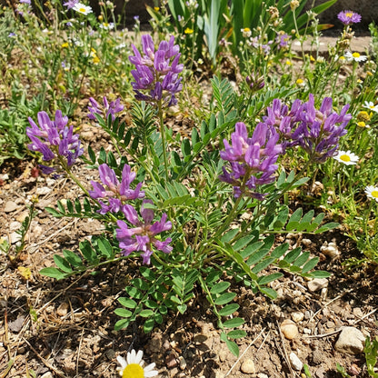 Buy Astragalus Seeds for Planting - Grow Beautiful Flowers