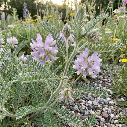 Buy Astragalus Seeds for Planting - Grow Beautiful Flowers