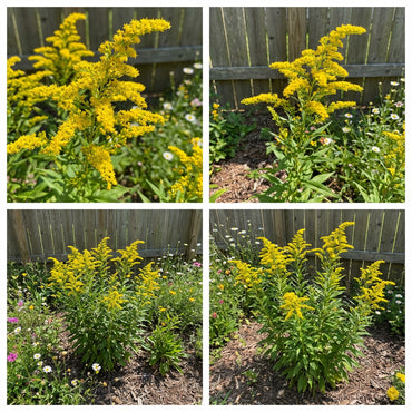 Solidago Flower Seeds Planting - Seeds for Beautiful and Resilient Golden Rods in Your Garden