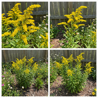 Solidago Flower Seeds Planting - Seeds for Beautiful and Resilient Golden Rods in Your Garden