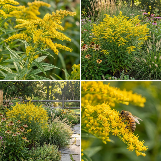 Solidago Flower Seeds Planting - Seeds for Beautiful and Resilient Golden Rods in Your Garden