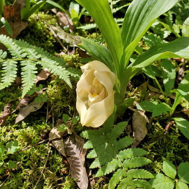 Baby Face Orchid Seeds for Planting