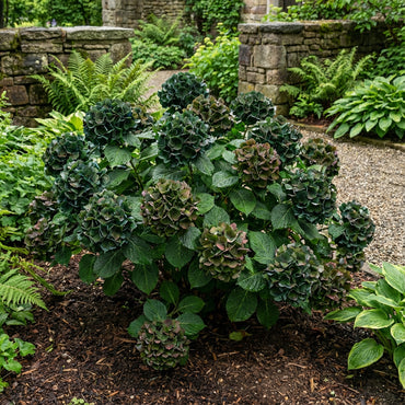 Dark Green Hydrangea Flower Seeds for Planting