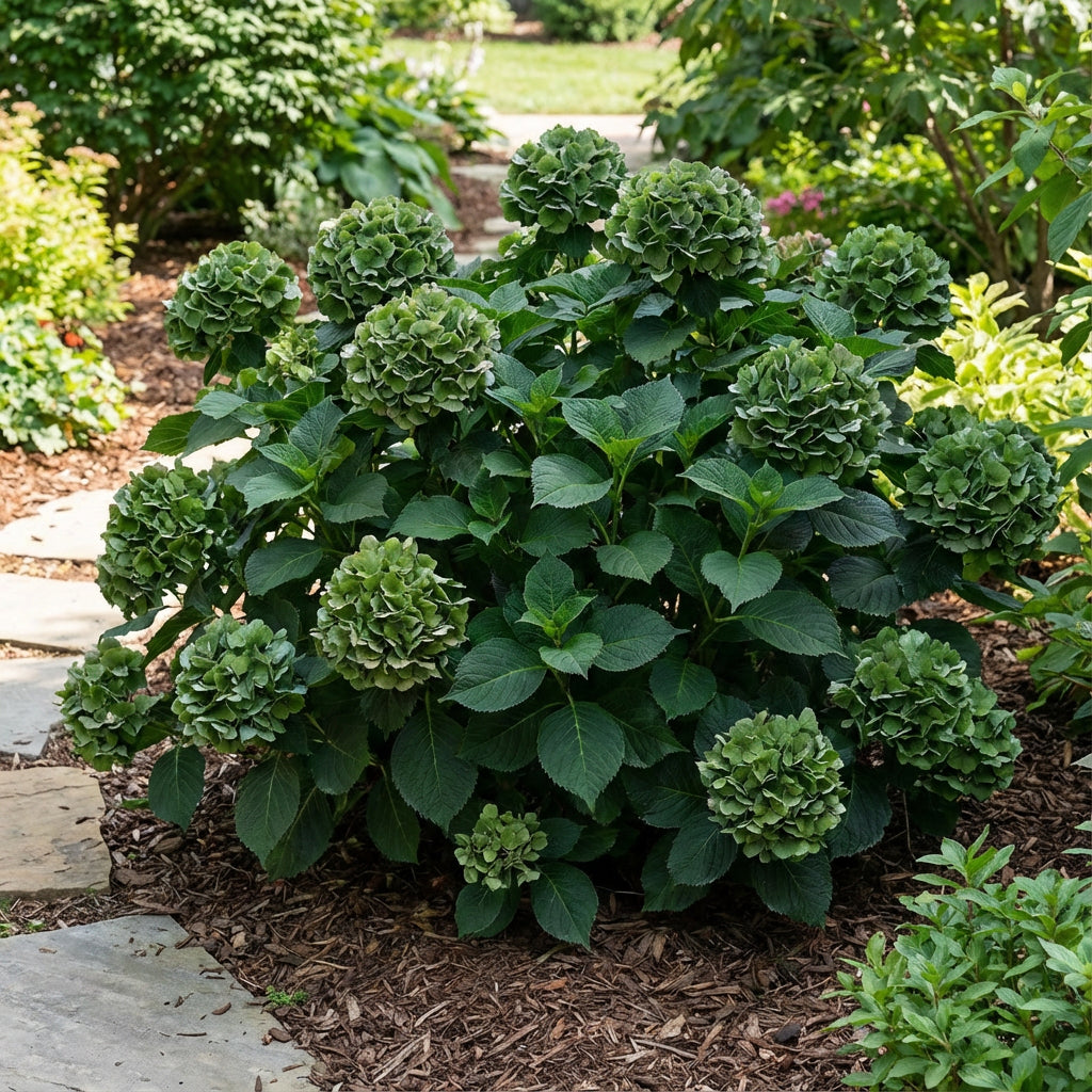 Dark Green Hydrangea Flower Seeds for Planting