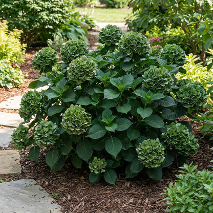 Dark Green Hydrangea Flower Seeds for Planting