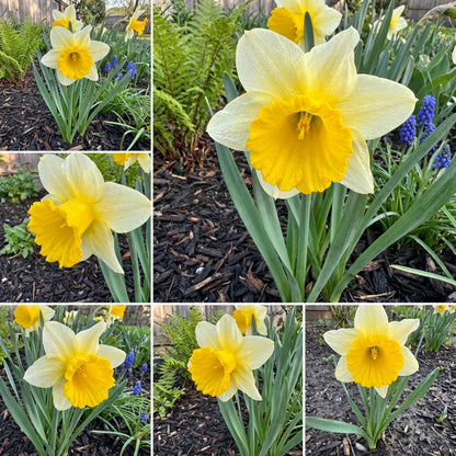 Premium Daffodil Flower Seeds - Easy-to-Grow Spring Blooms