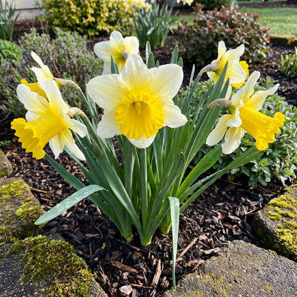 Premium Daffodil Flower Seeds - Easy-to-Grow Spring Blooms