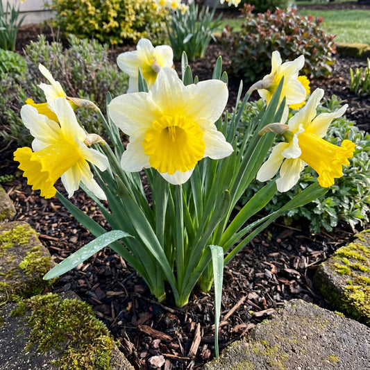 Premium Daffodil Flower Seeds - Easy-to-Grow Spring Blooms