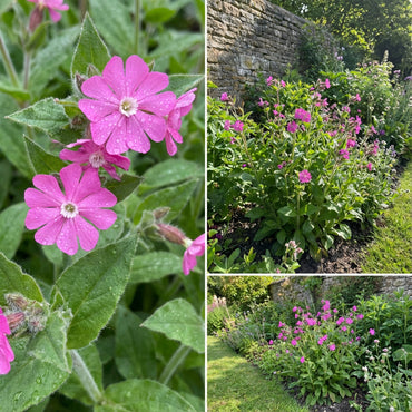 Campion Flower Seeds for Easy Planting