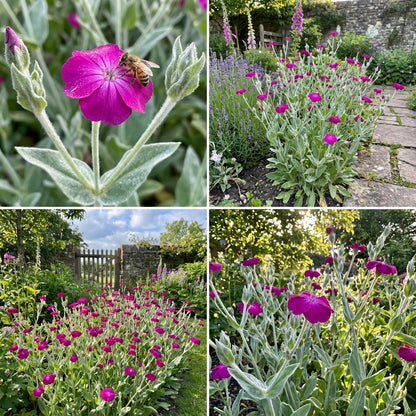 Campion Flower Seeds for Easy Planting