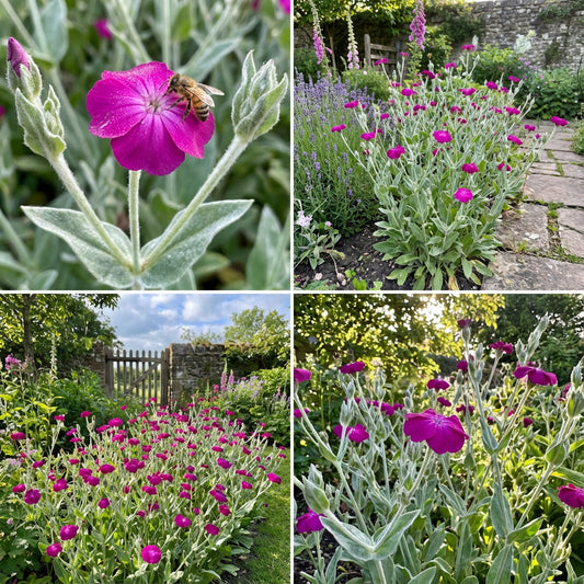 Campion Flower Seeds for Easy Planting