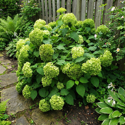Thick Green Hydrangea Flower Seeds for Easy Planting