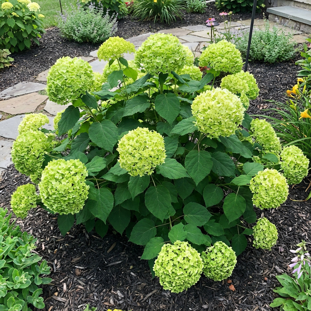 Thick Green Hydrangea Flower Seeds for Easy Planting