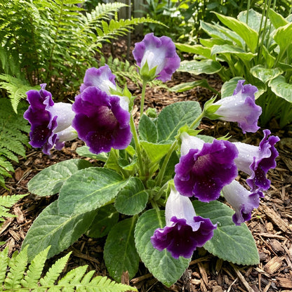 Sinningia Gloxinia Flower Seeds for Planting - Vibrant and Elegant Blooms
