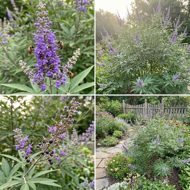 Chasteberry Seeds for Planting