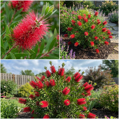 Red Bottlebrush Tree Seeds for Planting - Vibrant and Hardy Flowering Trees