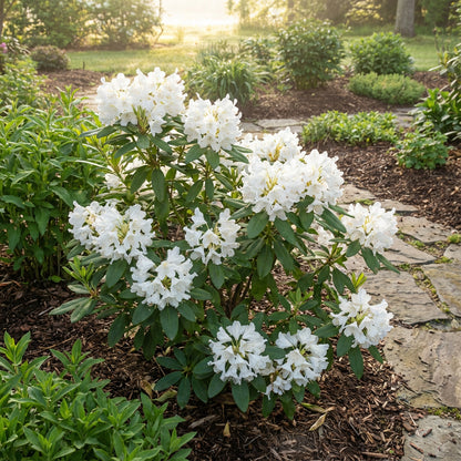 White Catawba Flower Seeds  Ideal for Easy Home Planting