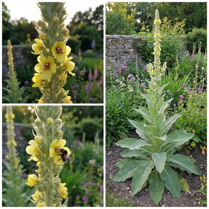 Verbascum Thapsus (Great Mullein) Plant Seeds for Vibrant Flowering and Gardening Enthusiasts