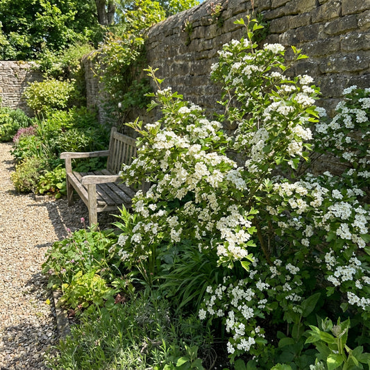 White Crataegus Flower Seeds for planting