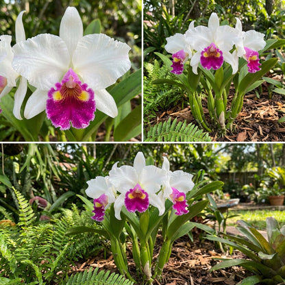 White Pink Cattleya Hybrida Flower Seeds for Planting  Seed for Elegant and Vibrant Blooms