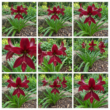 Sprekelia Flower Seeds for Planting - Unique and Vibrant Blooms for Your Garden