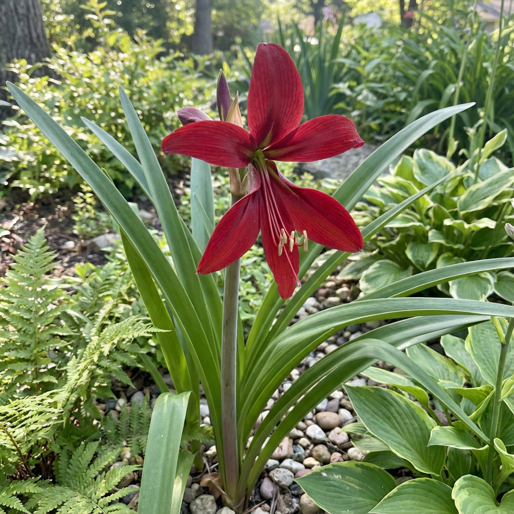 Sprekelia Flower Seeds for Planting - Unique and Vibrant Blooms for Your Garden