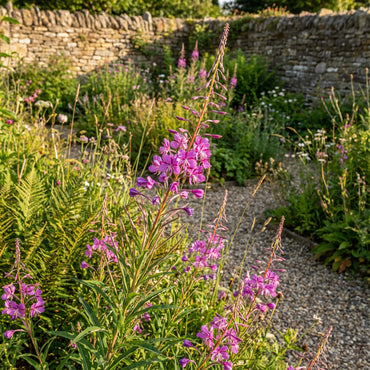 Willowherb Flower Seeds for Vibrant Garden Spaces - Seed for Natural Beauty