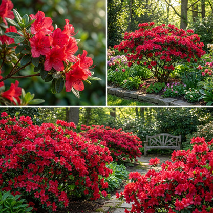 Red Azalea Flower Seeds for Planting