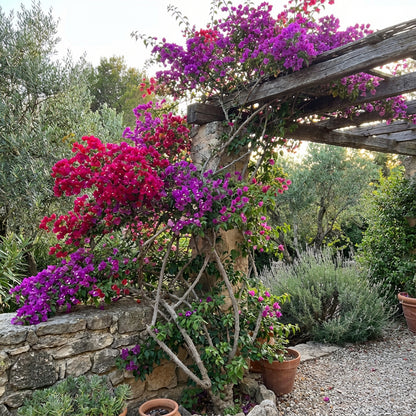 Buganvilla Flower Seeds for planting