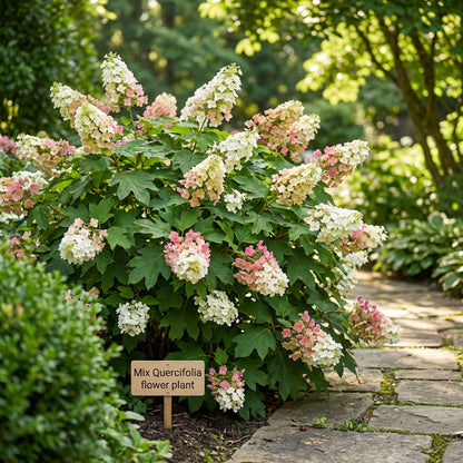 Mix Quercifolia Flower Seeds for planting 1 pcs