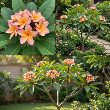 Peach Frangipani Flower Seeds for Planting