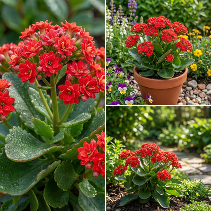 Red Kalanchoe Flower Seeds For Orange Planting
