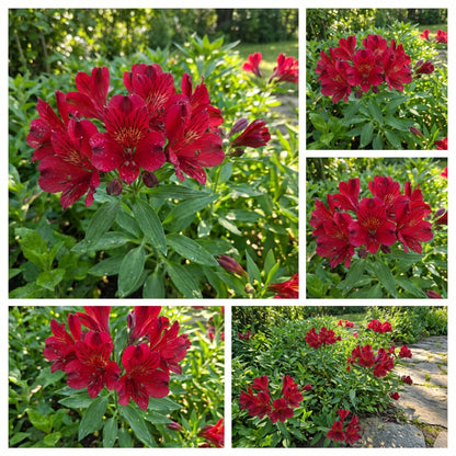 Alstroemeria Flower Seeds (Red) for Planting