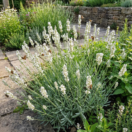 White Lavender Flowers for Elegant Gardens - Seeds for Delightful Scented Blooms