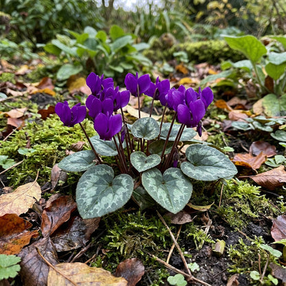 Cyclamen Seeds: Violet Flower Planting