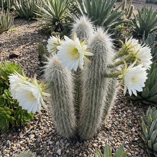 White Cephalocereus Senilis Plant Seeds Planting