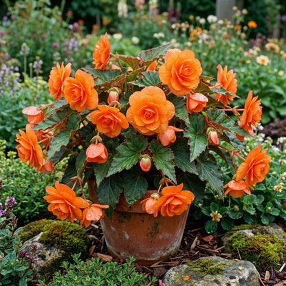 Orange Begonia Flower Seeds for Planting | Vibrant Begonia Seeds